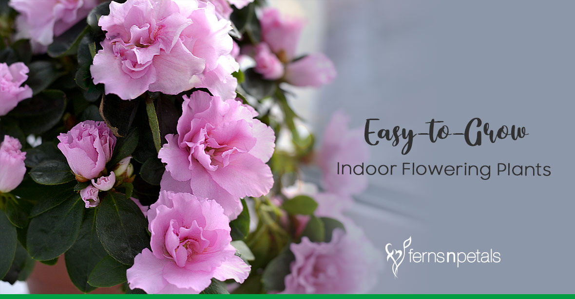 Best Indoor Flowering Plants